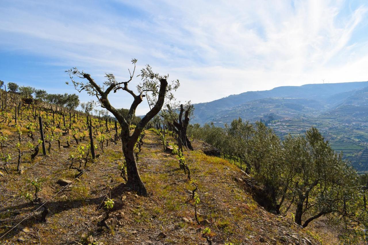 Quinta Dos Padrinhos - Suites In The Heart Of The Douro Lamego Extérieur photo
