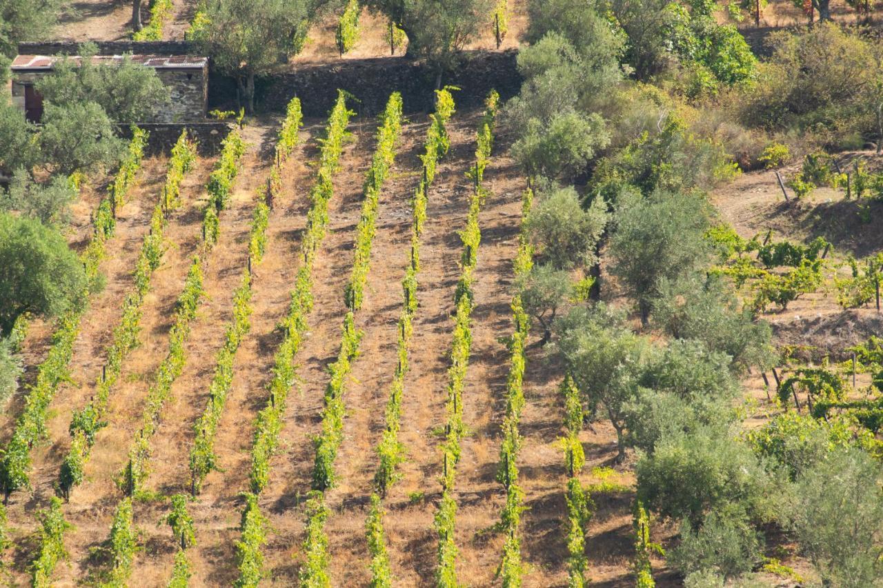 Quinta Dos Padrinhos - Suites In The Heart Of The Douro Lamego Extérieur photo